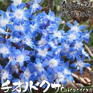 国華園 チオノドクサ 球根 フォルベシー 10...の詳細画像1