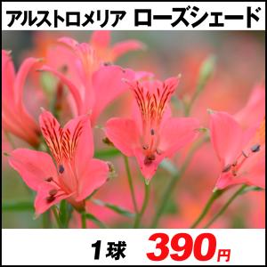 アルストロメリア 球根の商品一覧 通販 Yahoo ショッピング
