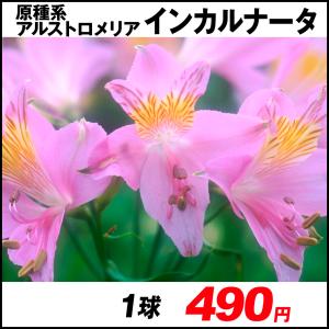 アルストロメリア 種の商品一覧 通販 Yahoo ショッピング