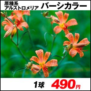 アルストロメリア 球根の商品一覧 通販 Yahoo ショッピング