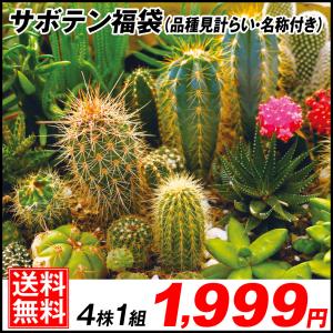 花サボテン サボテン 多肉植物 の商品一覧 花 ガーデニング 通販 Yahoo ショッピング