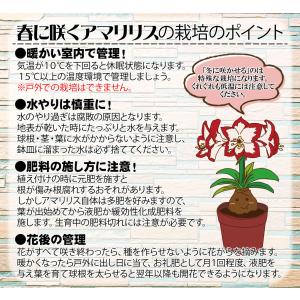 国華園 アマリリス 球根のみ 一重咲 テンプテ...の詳細画像2