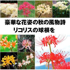 国華園 リコリス 球根 福袋 15球以上(4-...の詳細画像1
