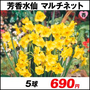 スイセン マルチネット 花の球根 の商品一覧 球根 種芋 花 ガーデニング 通販 Yahoo ショッピング