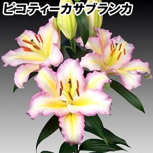 カサブランカ 球根の商品一覧 通販 Yahoo ショッピング