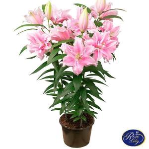 ユリ 鉢植えの商品一覧 通販 Yahoo ショッピング