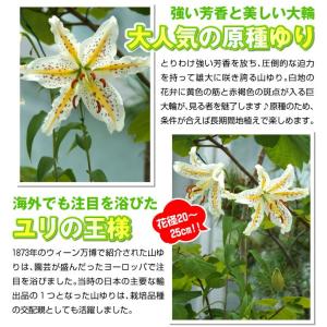 国華園 原種ユリ 球根 山ユリ 10球 百合球...の詳細画像2