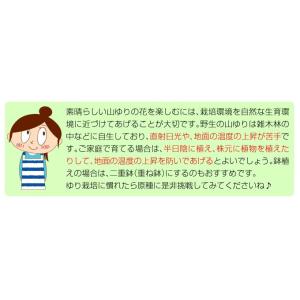 国華園 原種ユリ 球根 山ユリ 10球 百合球...の詳細画像3