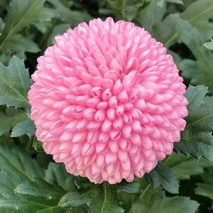 ポンポン菊 苗の商品一覧 通販 Yahoo ショッピング