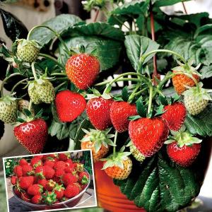 花と緑 国華園 いちご苗 食用植物苗 Yahoo ショッピング