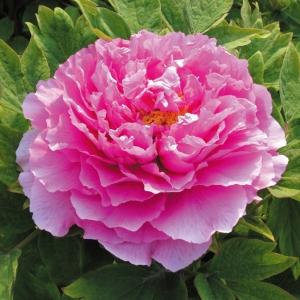 牡丹 苗 苗木 魯荷紅 1株 中国牡丹 ボタン 牡丹の花 牡丹の苗木 庭木 植木 花木苗
