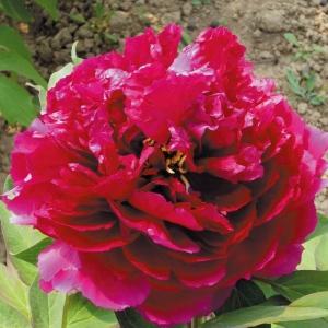 ボタン牡丹 金晃 鉢ごと発送 ボタン牡丹 金晃 鉢ごと発送