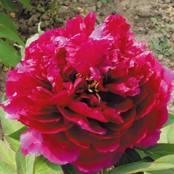 牡丹 苗 苗木 百園紅霞 1株 / ひゃくえんこうか 中輪 牡丹苗 牡丹の苗 ボタン苗 ボタンの苗木...