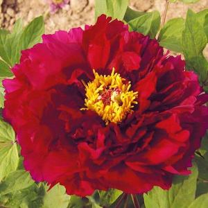 ボタン牡丹 金晃 鉢ごと発送 ボタン牡丹 金晃 鉢ごと発送