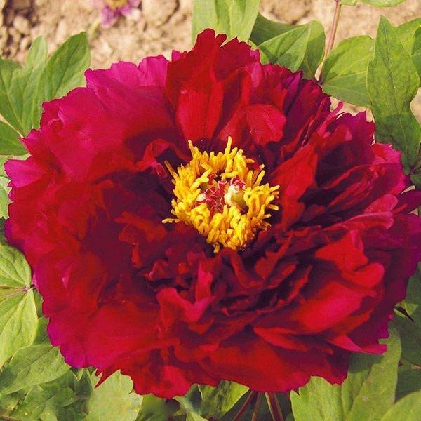 牡丹 苗 苗木 墨潤絶倫 1株 / ぼくじゅんぜつりん 中輪 牡丹苗 牡丹の苗 ボタン苗 ボタンの苗...