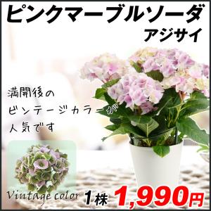 あじさいのランキングtop100 人気売れ筋ランキング Yahoo ショッピング