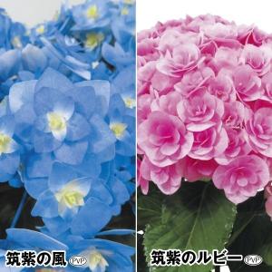 あじさいのランキングtop100 人気売れ筋ランキング Yahoo ショッピング