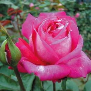 ピンクバラ苗の商品一覧 通販 Yahoo ショッピング