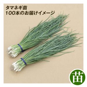 国華園 玉ねぎ苗(早生)F1とくちゃん 100...の詳細画像3