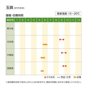 国華園 種 野菜たね タマネギ (中晩生)玉錦...の詳細画像2