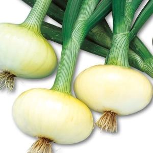 国華園 種 野菜たね タマネギ （超極早生）早どり一番 1袋（2ml） 玉葱 玉ねぎ やさいの種