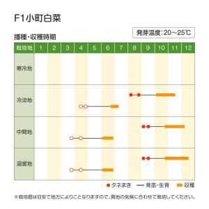国華園 種 野菜たね ミニハクサイ F1小町白...の詳細画像2