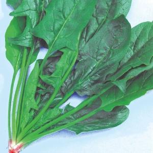 国華園 種 野菜たね ホウレン草 F1秋冬ほうれん草 1袋（20ml） 法蓮草 ほうれんそう やさいの種