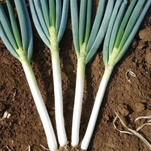 国華園 種 野菜たね ネギ F1極早生一本葱 1...の商品画像
