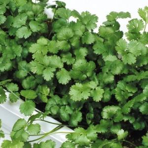 国華園 種 野菜たね ハーブ パクチー（コリアンダー） 1袋（3ml） やさいの種