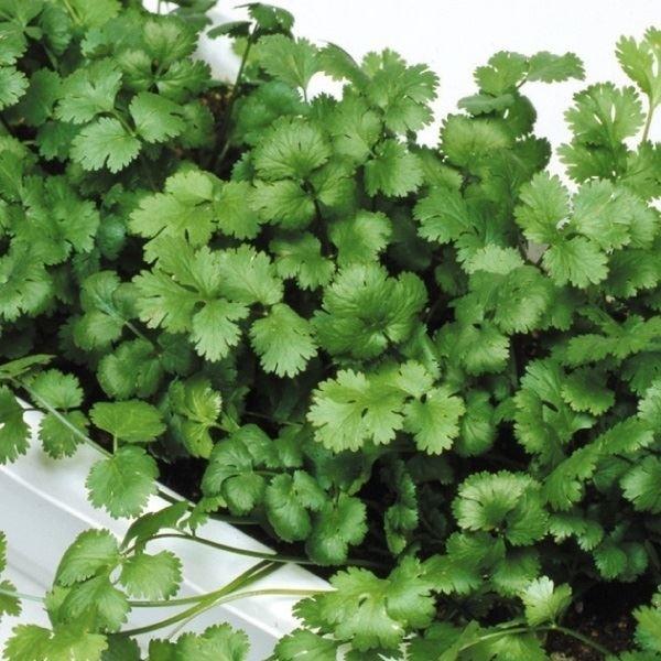 種 野菜たね ハーブ パクチー（コリアンダー） 1袋（3ml） 野菜の種 国華園