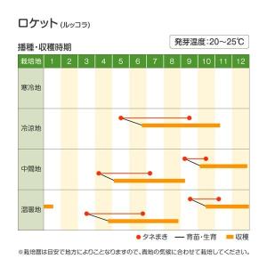 国華園 種 野菜たね ハーブ ロケット(ルッコ...の詳細画像5