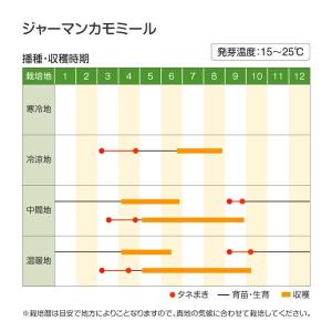 国華園 種 野菜たね ハーブ ジャーマンカモミ...の詳細画像3