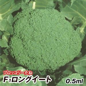 かいわれだいこん様用 楽天市場】かいわれ大根 栽培の通販