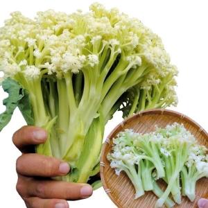 国華園 種 野菜たね カリフラワー F1カリスマート60 1袋（0.2ml） 花椰菜 やさいの種