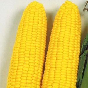 国華園 種 野菜たね 秋どり野菜 トウモロコシ 抑制とうもろこしF1キング 1袋（15ml） コーン やさいの種