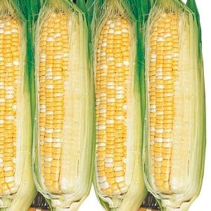 国華園 種 野菜たね 秋どり野菜 トウモロコシ 抑制とうもろこしF1バイカラー 1袋（15ml） コーン やさいの種