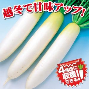 花と緑 国華園 - ダイコン（野菜たね）｜Yahoo!ショッピング