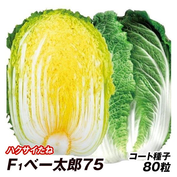 種 野菜たね ハクサイ F1べー太郎75 1袋（コート種子 80粒） 白菜 野菜の種 国華園