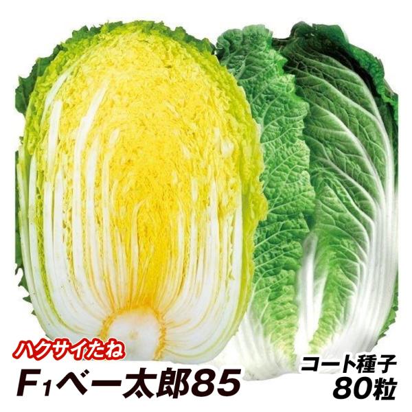 種 野菜たね ハクサイ F1べー太郎85 1袋（コート種子 80粒） 白菜 野菜の種 国華園