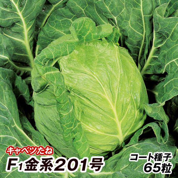 種 野菜たね キャベツ F1金系201号 1袋（コート種子 65粒） 甘藍 野菜の種 国華園