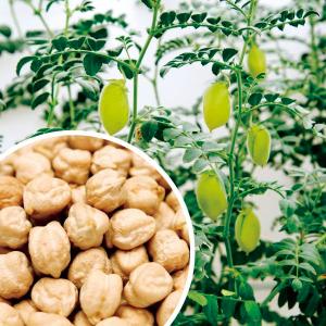 国華園 種 野菜たね マメ ひよこ豆 1袋（30ml） 豆 やさいの種