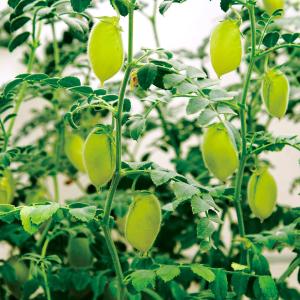 国華園 種 野菜たね マメ ひよこ豆 1袋(3...の詳細画像2