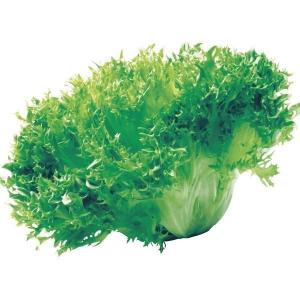国華園 種 野菜たね レタス ヴェルデフリル 1袋（コート種子 80粒） やさいの種