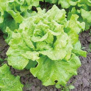 国華園 種 野菜たね レタス ラクレタス 1袋（1ml） やさいの種