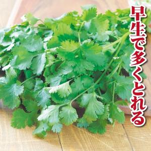 パクチー種の商品一覧 通販 Yahoo ショッピング