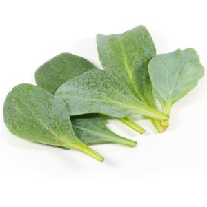 国華園 種 野菜たね 西洋野菜 オイスターリー...の詳細画像2