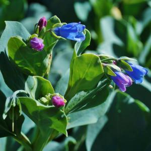 国華園 種 野菜たね 西洋野菜 オイスターリー...の詳細画像5
