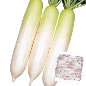 国華園 種 野菜たね シーダーテープ ダイコン F1あじ美人 1袋（10m） 大根 やさいの種