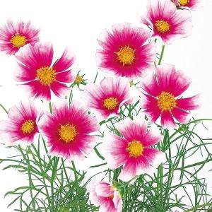 国華園 種 花たね コスモス 日の丸 1袋(20粒) / 花の種 通販 花種 はなたね 秋桜 秋の風物詩 育てやすい