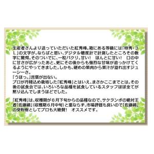 国華園 果樹苗 サクランボ 紅秀峰 青葉台 1株の詳細画像2